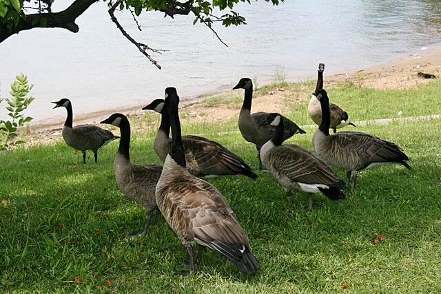 Image result for canadian geese lakefront trail chicago