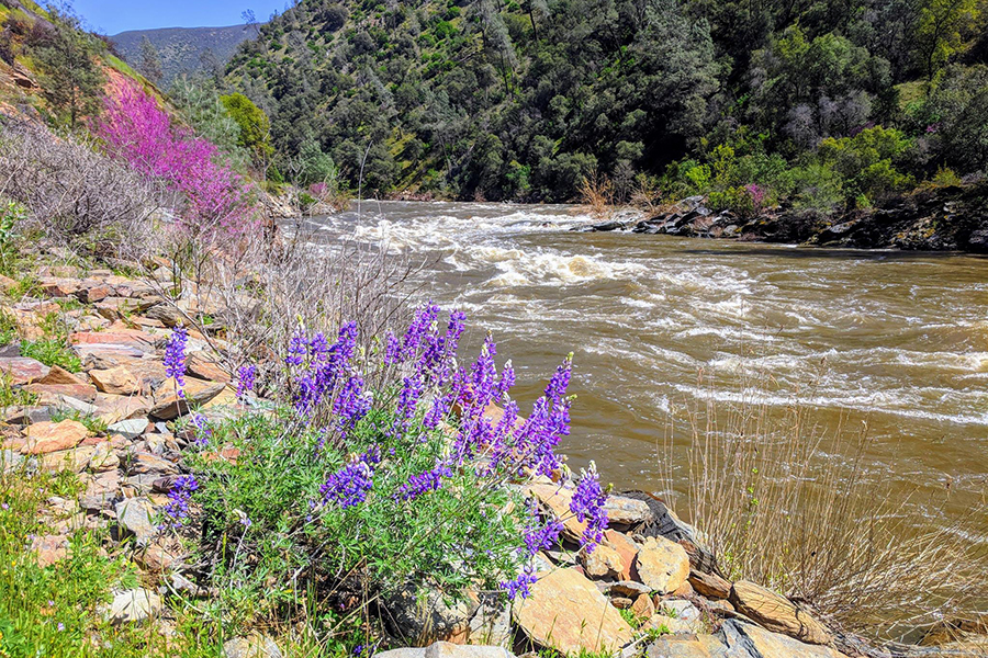 The Best Trails for Viewing Spring Flowers TrailLink