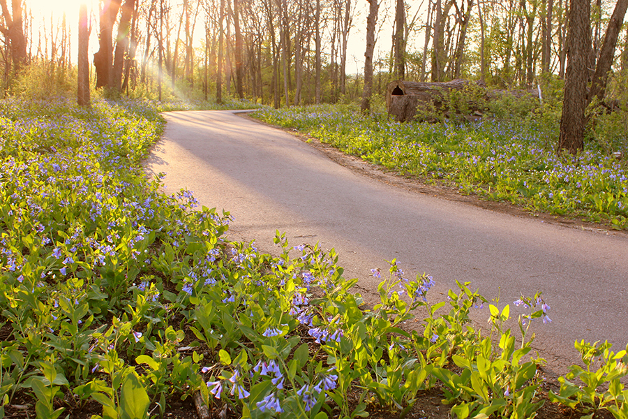 The Best Trails for Viewing Spring Flowers TrailLink